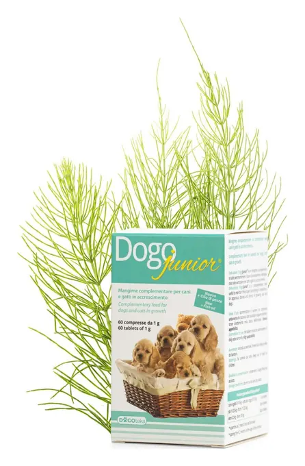 DOGOjunior