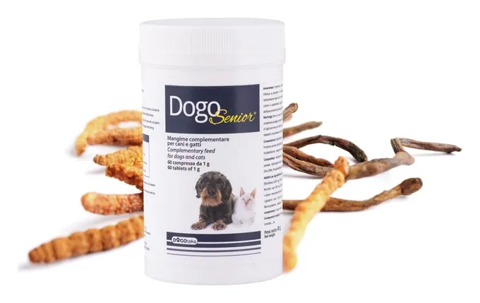 DogoSenior